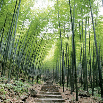 Recommended Tea Culture Experiences in Hangzhou